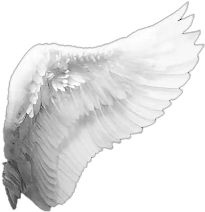  Angel Wings Png Transparent Background Angel Wings Png Angel Wings Png