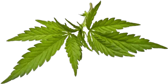  Cannabis Joint Blunt Cannabis Png Download 650431 Marijuana Marijuana Leaf Transparent