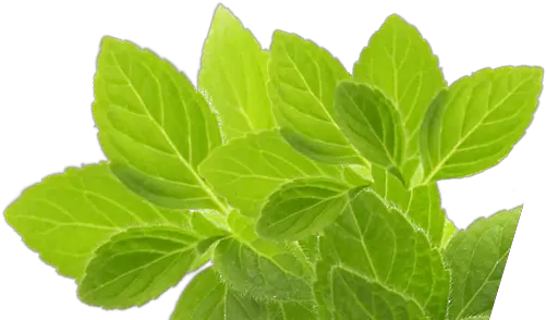  Herb Png Picture Stevia Rebaudiana Mint Leaves Png