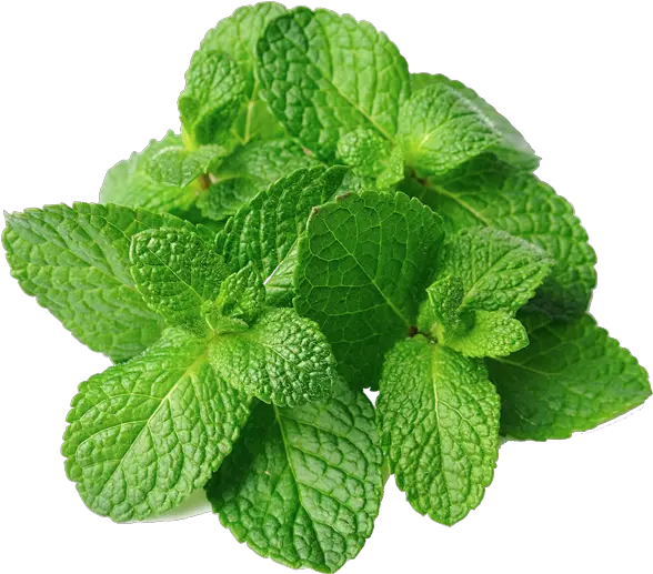  Download Mint Leaves Png Image With No Mint Leave Mint Leaves Png