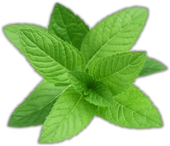  Mint Leaves Pepermint Peppermint Png Mint Leaves Png