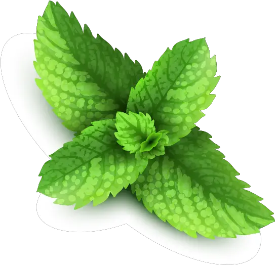  Peppermint Png Images Free Download Peppermint Png Mint Leaves Png