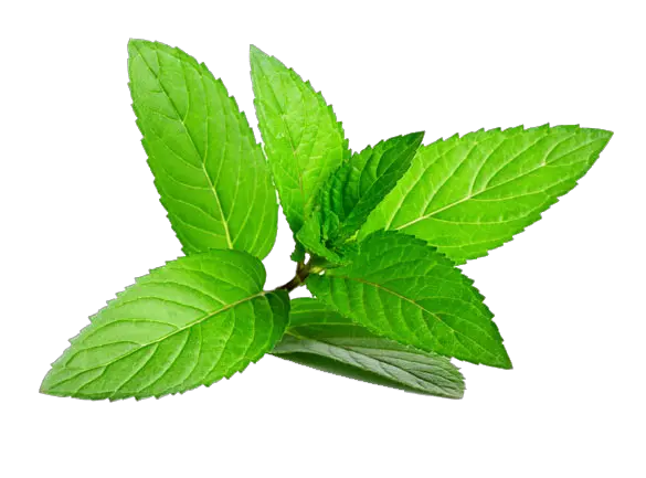  Mint Leaves Menthol Png Mint Leaves Png