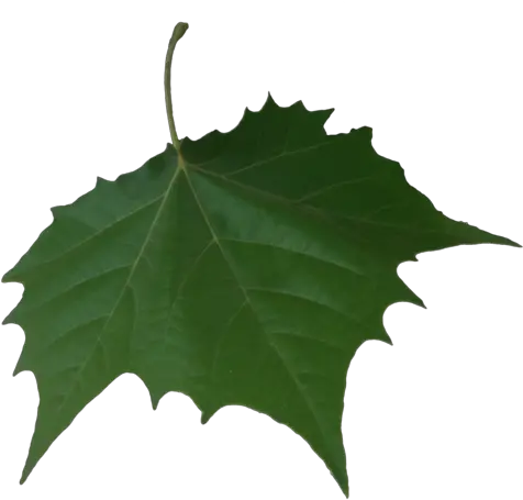  Png Falling Leaf Transparent Background American Holly Leaf Transparent Background