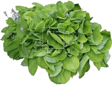  Shrub With Large Leaves Immediate Entourage Green Leafy Vegetables Png Mint Leaves Png