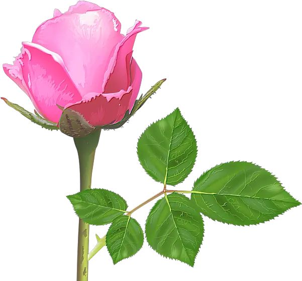  Pink Rose Flower Roses Flower Pink Rose Images Download Png Pink Roses Png