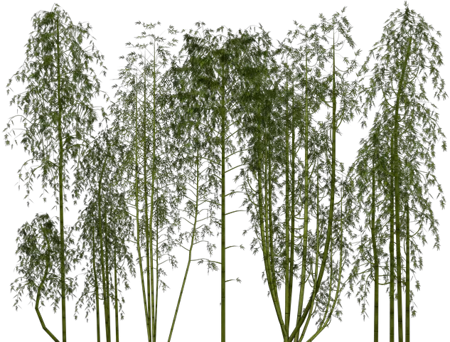  Bamboo Png Tree Plant Exotic Bamboo Png Plant Transparent Background