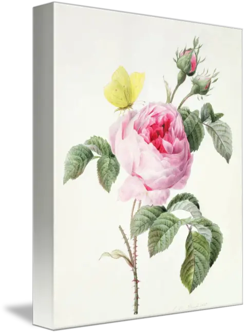  Pink Rose With Buds And A Brimstone Butterfly By The Fine Art Masters Pink Rose With Buds And A Brimstone Butterfly Png Pink Rose Transparent