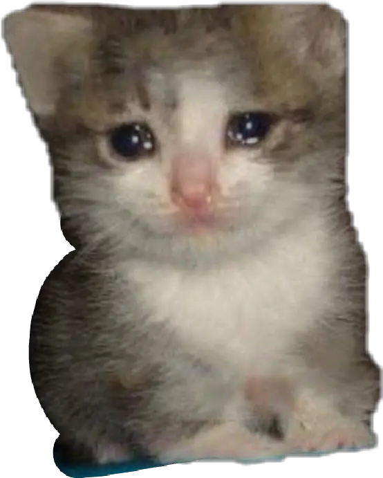  Sad Cat Meme Png 4 Image Crying Cat Meme Sad Cat Png