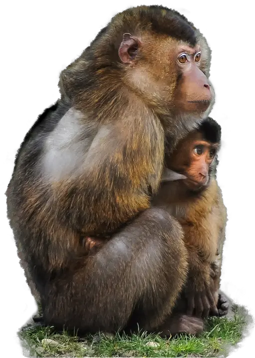  Monkey Png Transparent Images Free Download