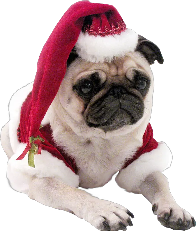  Christmas Christmas Dog Transparent Background Png Pug Transparent Background