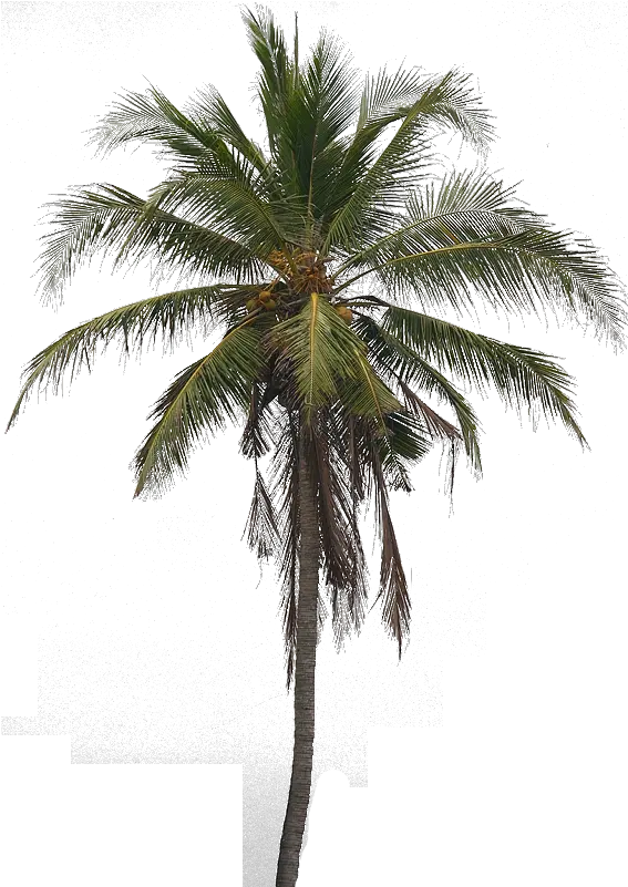  Coconut Tree Png Transparent Hd Photo All Real Coconut Tree Png Coconut Transparent