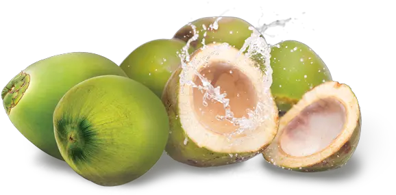  Young Coconut Png Image Png Transparent Background Coconut Png Coconut Png