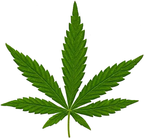  Cannabis In Png Marijuana Leaf Weed Transparent Background