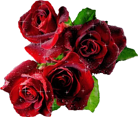  Gif Love Red Glitter Romance Rose Roses Drama Sunday Blessings With Roses Png Red Rose Transparent