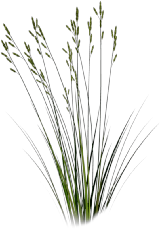  Grass Photoshop Long Grass Cut Out Png Wild Grass Png