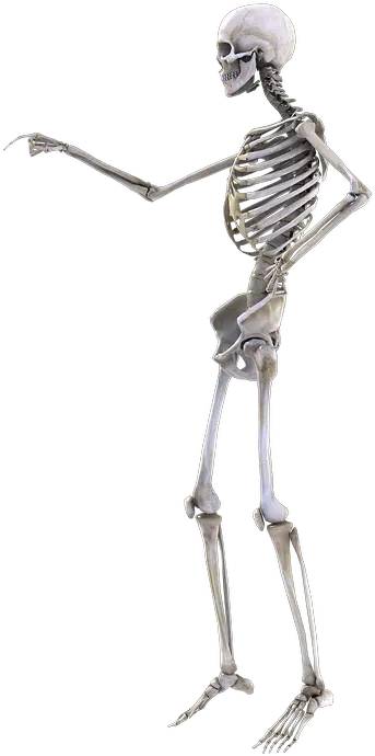  Skeleton Bones Man Free Image On Pixabay Skeleton Png Bone Png