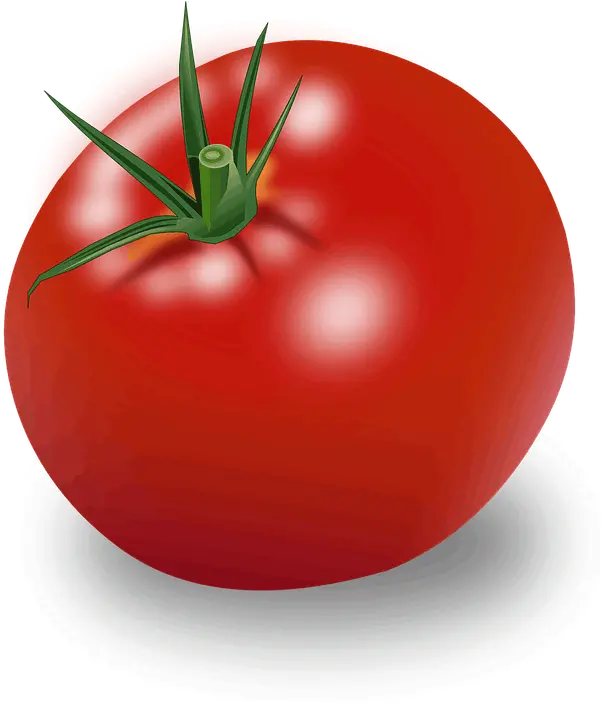  Tomato Png Images Tomato Clipart Tomato Transparent