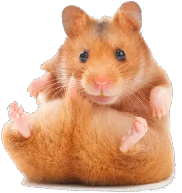  Download Funny Hamster Un Hamster Au College Png Hamster Png