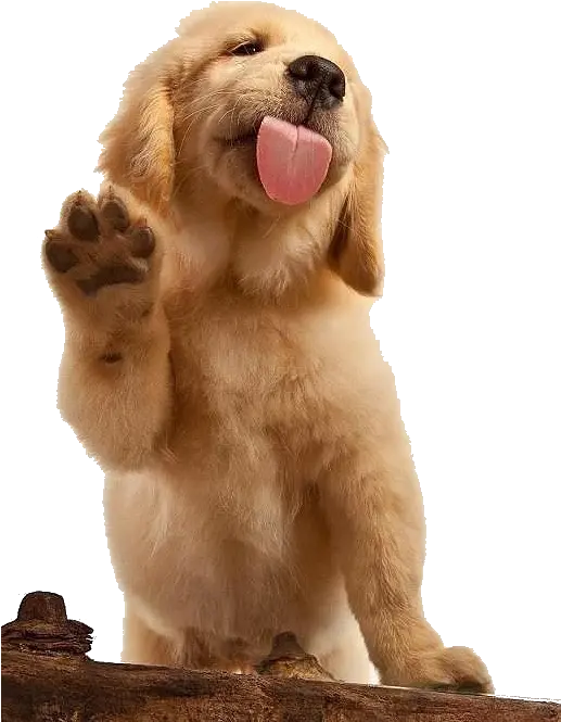  Download Golden Labrador Shepherd German Dog Pet Puppy Golden Retriever Waving Png Puppy Png