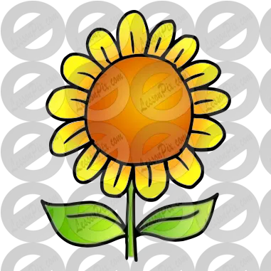  Sunflower Picture For Classroom Therapy Use Great Illustration Png Sunflower Png Transparent