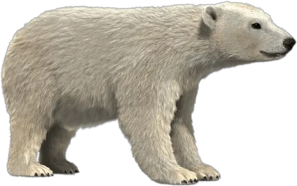  Polar Bear 3d Model Transparent Png Realistic Polar Bear Clipart Oso Png