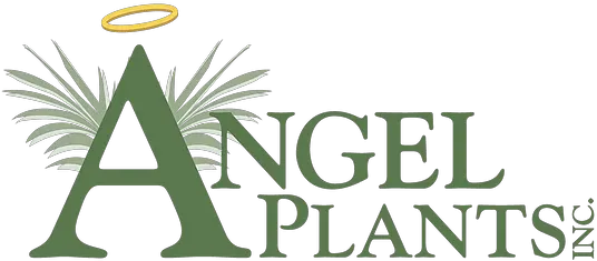  Poinsettia Care Angel Plants Inc Language Png Poinsettia Icon Png