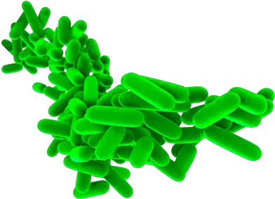  Bacteria Png Probiotic Picture 1295341 1843730 Png Probiotics Green Bacteria Png