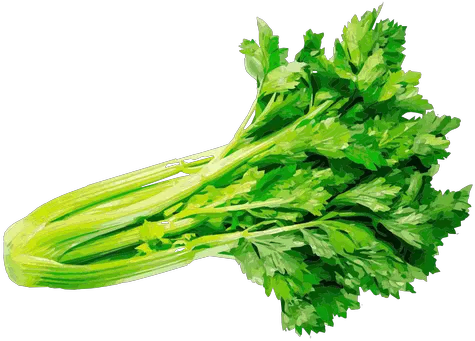  Transparent Png Svg Apio Perejil Y Cilantro Celery Png