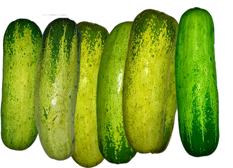  Cucumber Png Images Free Download The Mayanagari Cucumber Transparent