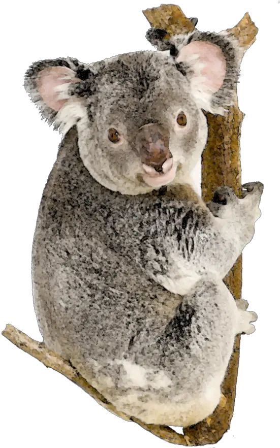  Koala Bear White Background Transparent Cartoon Jingfm Koala Png Koala Bear Png