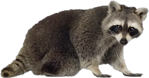  Food Waste Understanding And Climate Change Raccoons By Kate Riggs Png Wasted Png