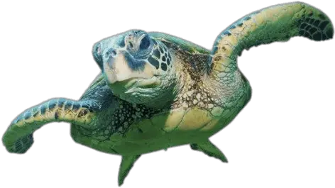  Sea Turtle Front View Transparent Png Sea Turtle Transparent Background Turtle Png