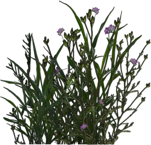  Mexican Petunia Transparent Png Image Garden Plant Transparent Background Desert Plant Png