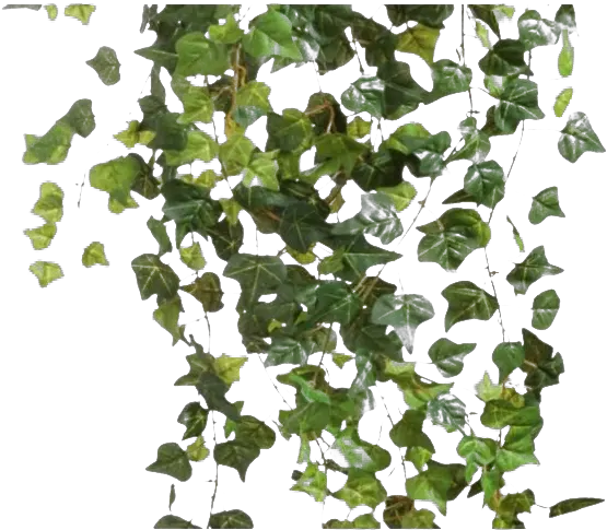  Ivy Hanging Png Transparent Image Hanging Plants Transparent Background Ivy Transparent