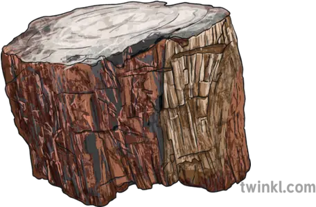  Petrified Wood Fossil Stone Tree Bark Petrified Wood Tree Bark Png Tree Bark Png