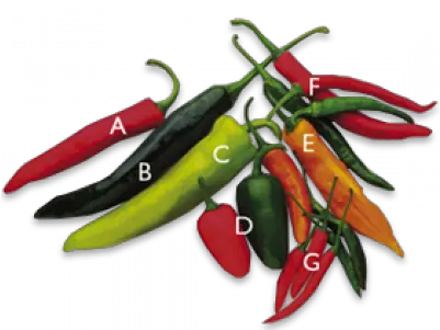  Chilli Peppers Vegetables Hot Chili Peppers Vegetable Png Pepper Transparent