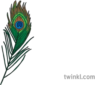  Ks1 Peacock Feather Illustration Twinkl Emblem Png Peacock Feathers Png