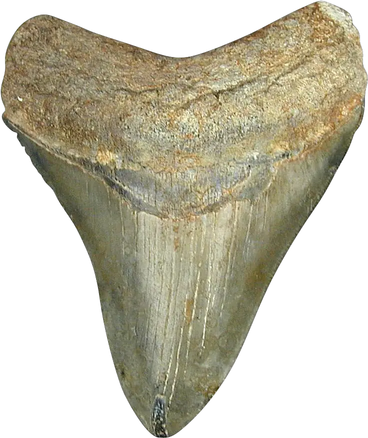  Shark Tooth Artifact Png Shark Teeth Png