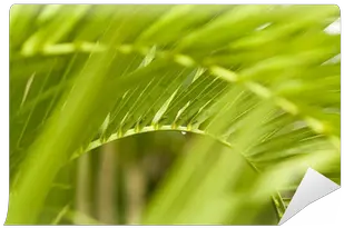  Palm Tree Frond Png Image Grass Palm Frond Png