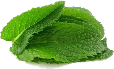  Download Mint Transparent Background Mint Leaves No Background Png Mint Transparent