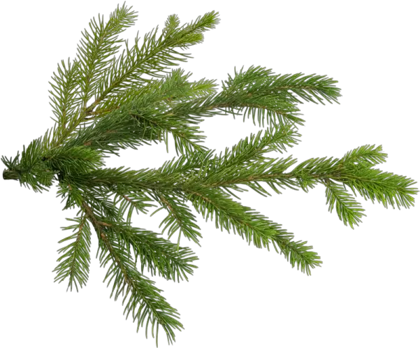  Pine Christmas Tree Branch Pine Tree Branch Png Branch Transparent