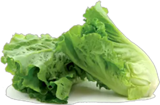  Romaine Lettuce Transparent Images Cos Lettuce Romaine Png Lettuce Png