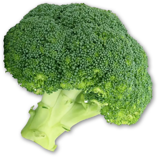  Broccoli Santa Barbara Web Graphic Design Broccoli Png Broccoli Transparent