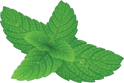  Download Hd Mint Leaf Png Houseplant Mint Leaf Png