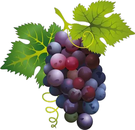  Grapes Png Image Grapes Good For Dogs Grapes Png