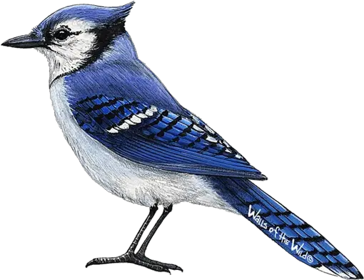  Blue Jay Png 3 Image Realistic Blue Jay Bird Drawing Blue Jay Png