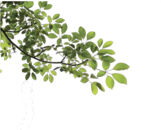  Download Branch Png Hq Image In Tree Branch Png Transparent Branch Png