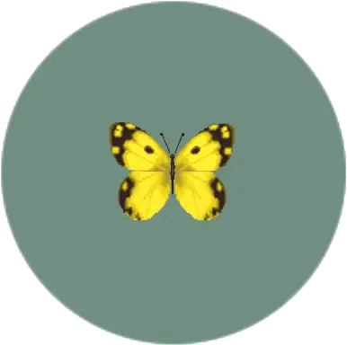  Yellow Butterfly Animal Crossing Wiki Fandom Colias Hyale Png Yellow Butterfly Png