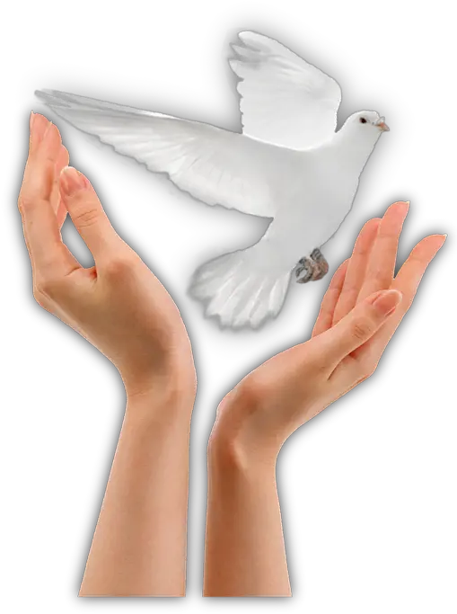  Paloma Png High Res Photo Releasing White Dove Paloma Png